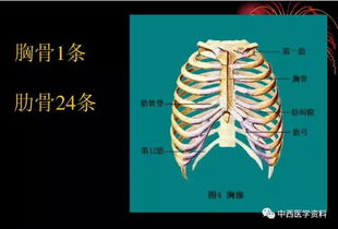人體解剖學(xué)基礎(chǔ)知識ppt