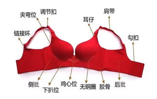 文胸的基礎(chǔ)知識