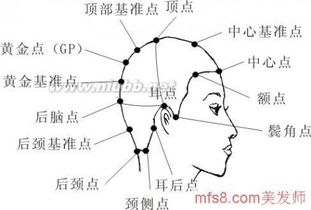 頭部點(diǎn)線面基礎(chǔ)知識(shí),頭部點(diǎn)線面基礎(chǔ)知識(shí),頭部21個(gè)點(diǎn)線面基礎(chǔ)知識(shí)