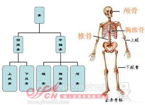 有關(guān)醫(yī)學(xué)基礎(chǔ)知識(shí)解剖學(xué)題目