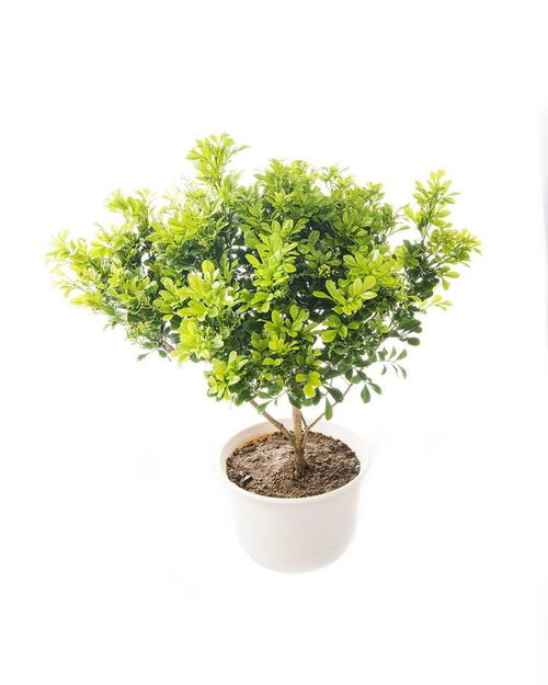綠植生長的基礎(chǔ)知識