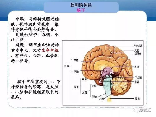 人體解剖系統(tǒng)基礎(chǔ)知識