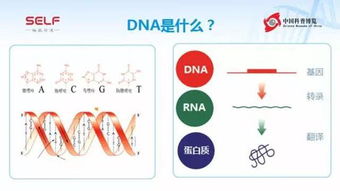 dna生物遺傳基礎(chǔ)知識