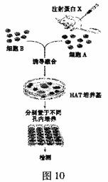 動物細胞的基礎知識