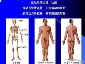 人體解剖學的基礎(chǔ)知識重要考點