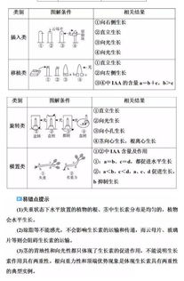 植物激素調節(jié)基礎知識