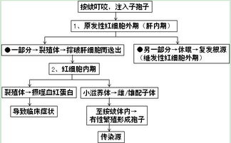 藥品專業(yè)基礎理論知識