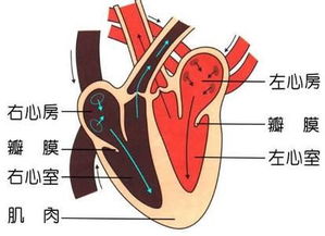 葉冬外科基礎(chǔ)知識(shí)