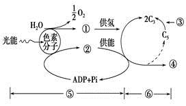 細(xì)胞呼吸基礎(chǔ)知識