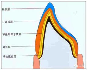 牙體基礎(chǔ)知識(shí)