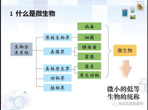 食品微生物檢驗基礎(chǔ)知識,食品微生物基礎(chǔ)知識試題,食品檢測基礎(chǔ)知識題庫
